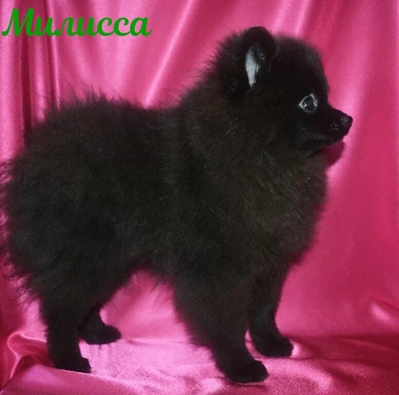 Померанский шпиц черный медвежьего типа. Черный шпиц померанец. Черный пушистый щенок. Микро померанский шпиц черный. Померанский шпиц мальчик.