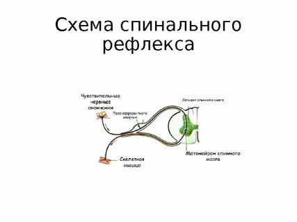 Дуга спинномозгового рефлекса последовательность
