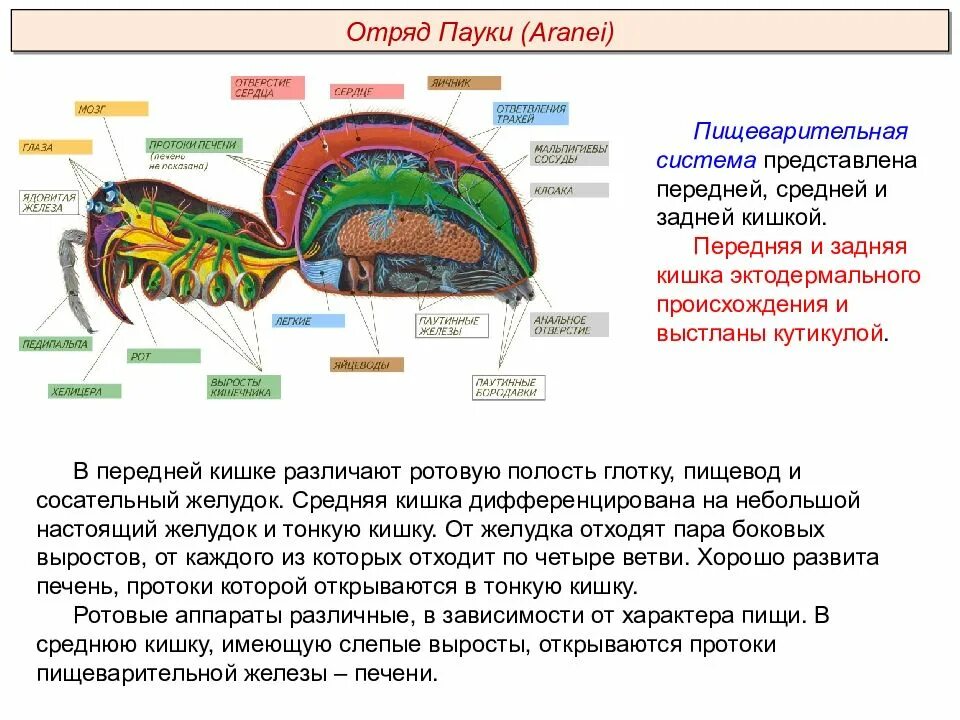 Полость тела паукообразных. Выделительная система паукообразных. Смешанная полость тела у паукообразных. Тип полости тела у паукообразных. Паукообразные паутинные железы