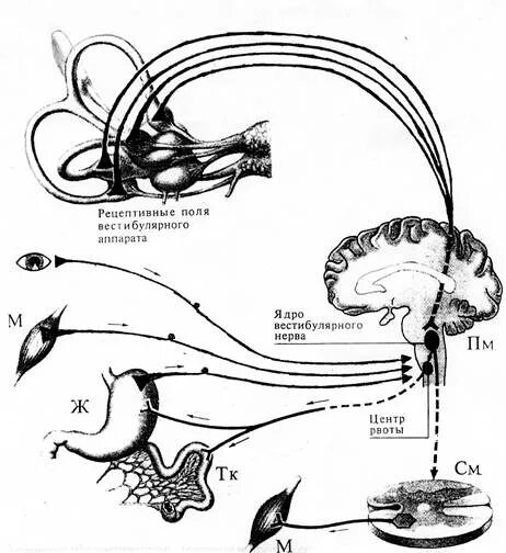 Схема вестибулярного анализатора. Рефлекторная дуга вестибулярного аппарата. Вестибулярный анализатор схема физиология. Схема рефлекторной дуги вестибулярного аппарата.