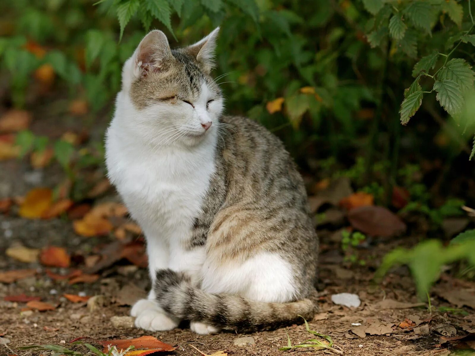 Бок кэт. Домашние кошки. Серая полосатая кошка. Серо белый полосатый кот. Серая пестрая кошка.