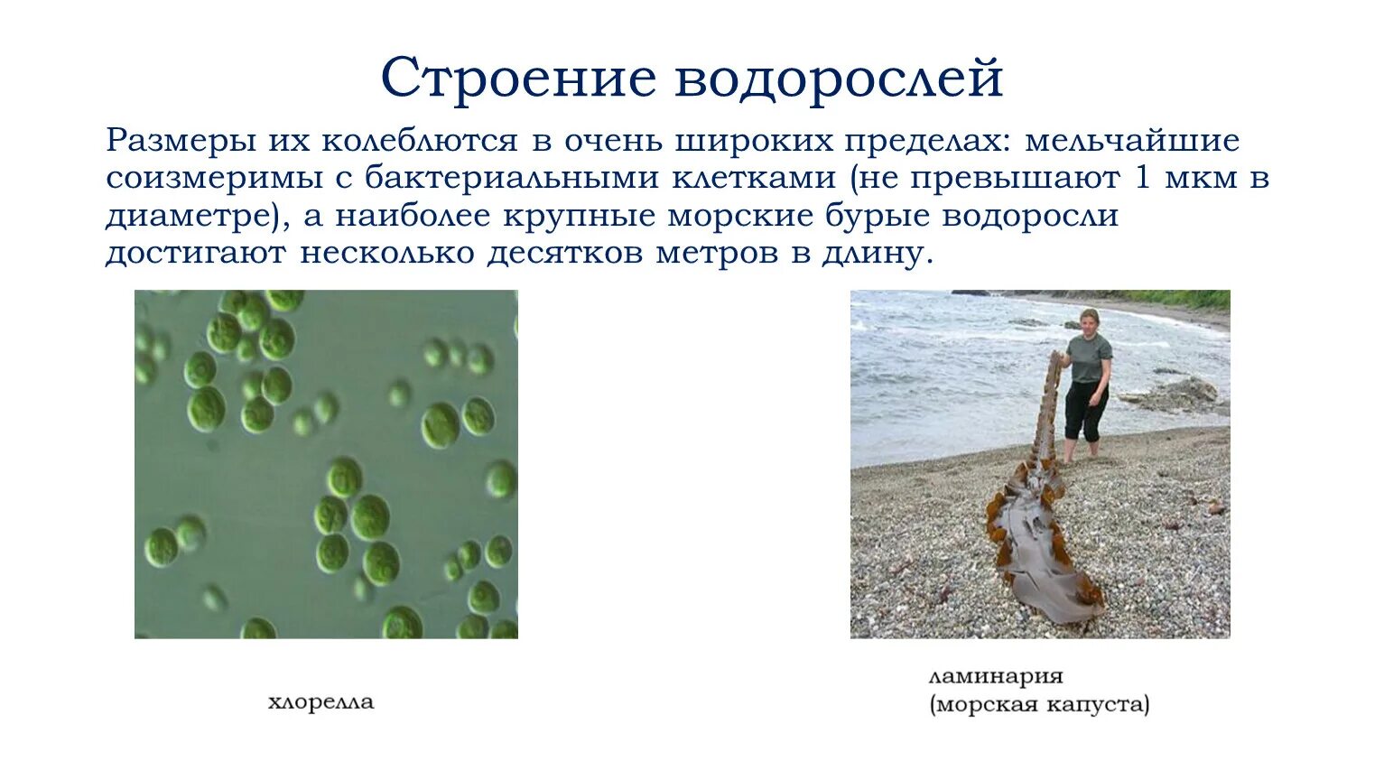 Строение водорослей и их функции. Самая маленькая водоросль в мире. вопросы по теме водоросли. строение водорослей. высшие протисты водоросли.