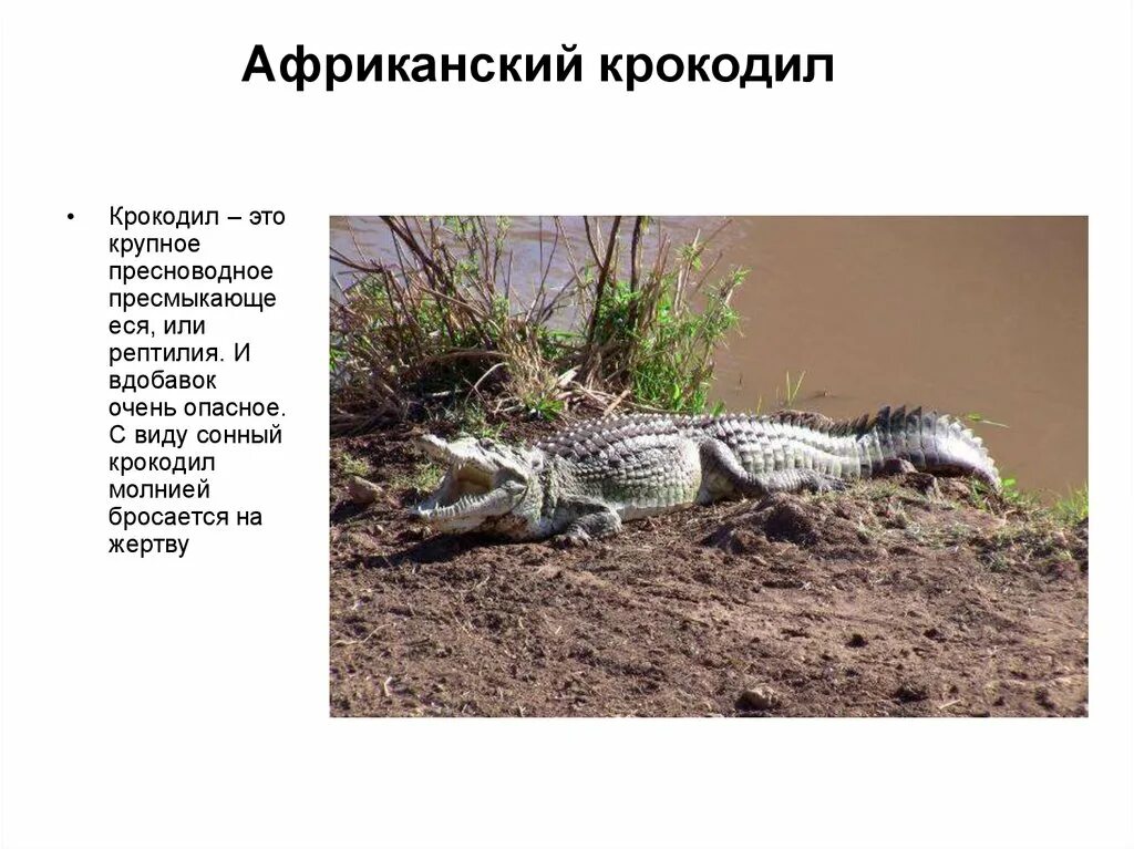 отряд пресмыкающиеся рептилии. класс пресмыкающиеся или рептилии 7 класс тест. контрольное тестирование по теме пресмыкающиеся. класс пресмыкающиеся 7 класс. класс пресмыкающиеся.