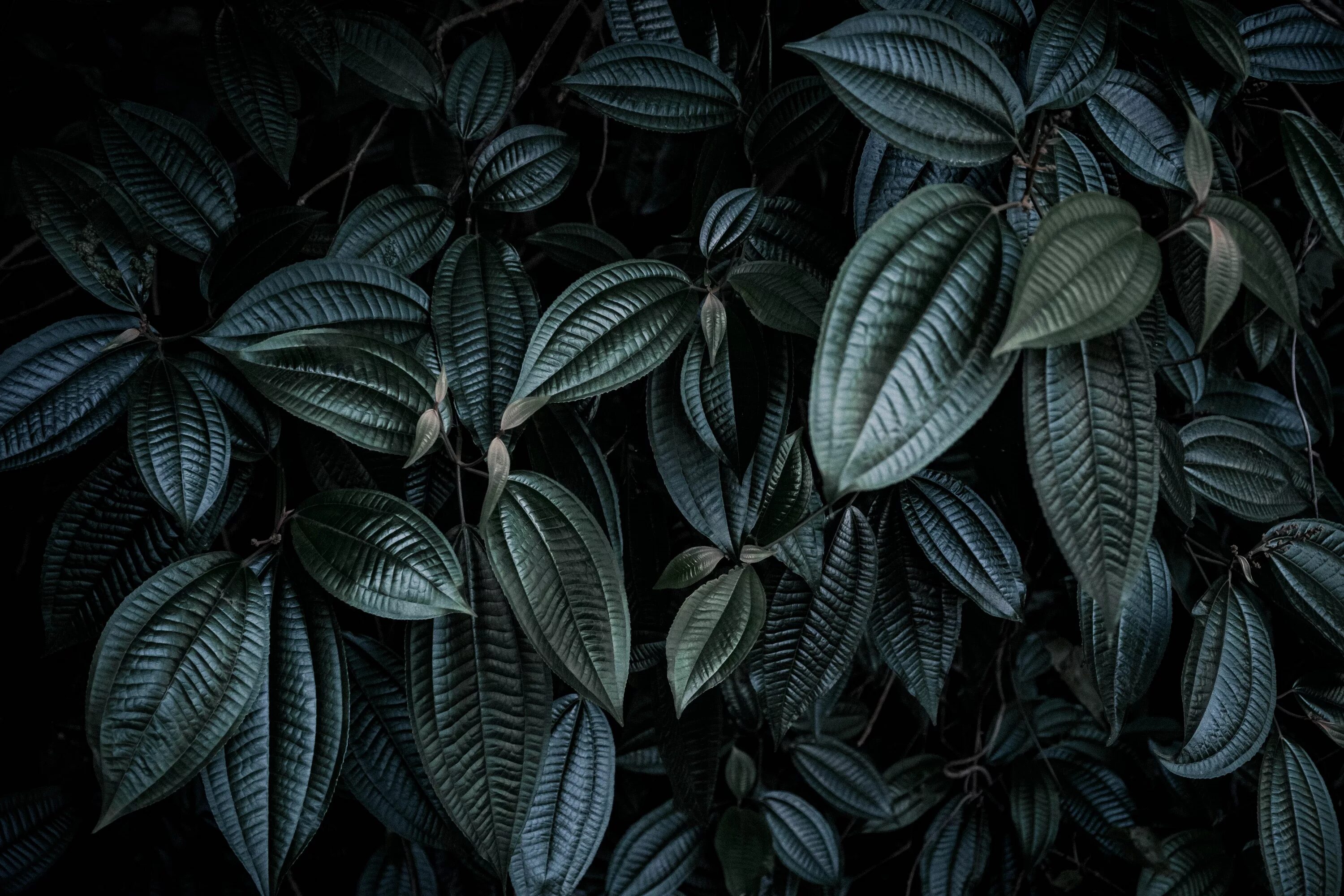Маркгравия ректифолия. Листья Эстетика. Темно зеленые листья. Красивые листья растений.