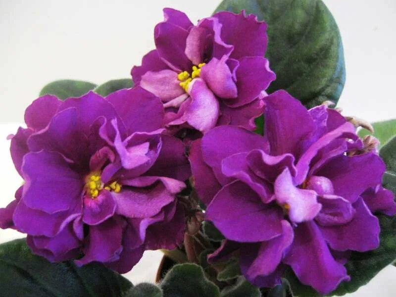 Фиалка е. Сенполия ек богиня красоты. Сенполия шахиня. Фиалка богиня солнца. Фиалка е.