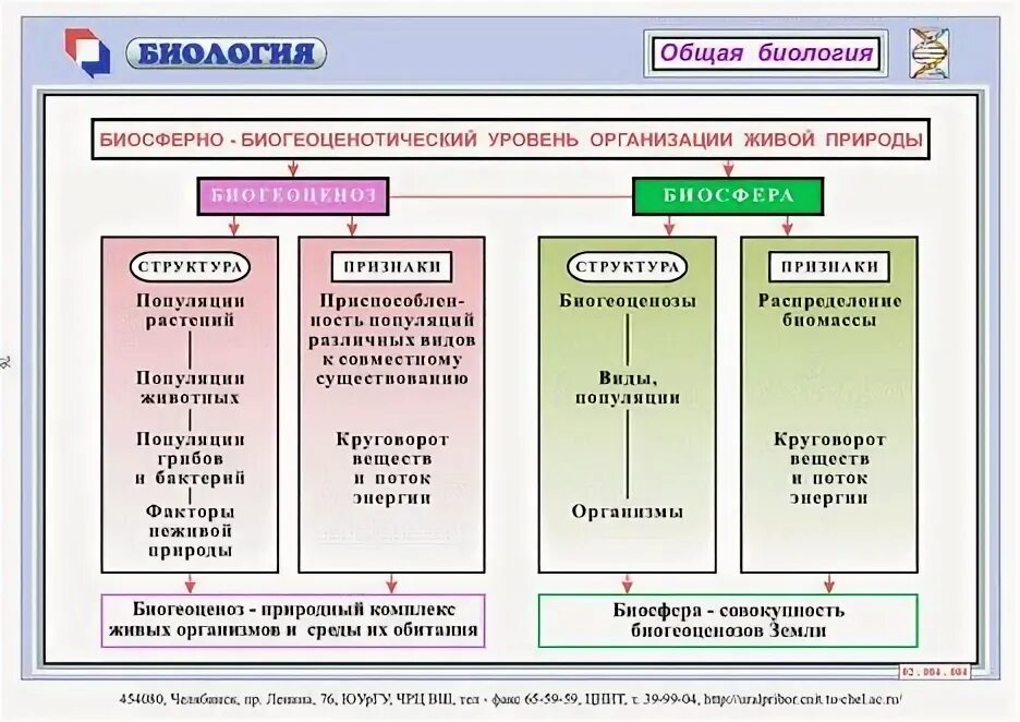 Элементы системы биосферного уровня. Биогеоценотический уровень организации живой материи. уровни организации живого биосферный биогеоценотический. особенности биогеоценотического уровня организации живой материи. уровни организации живой материи биогеоценотический уровень.