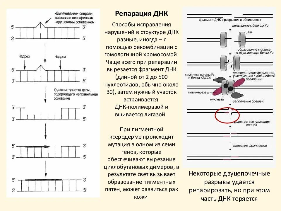 Разрывы цепи днк. ДНК полимераза 1 и механизмы репарации ДНК. Эксцизионная репарация ДНК. Пострепликативная репарация ДНК схема. Прямая репарация ДНК схема.