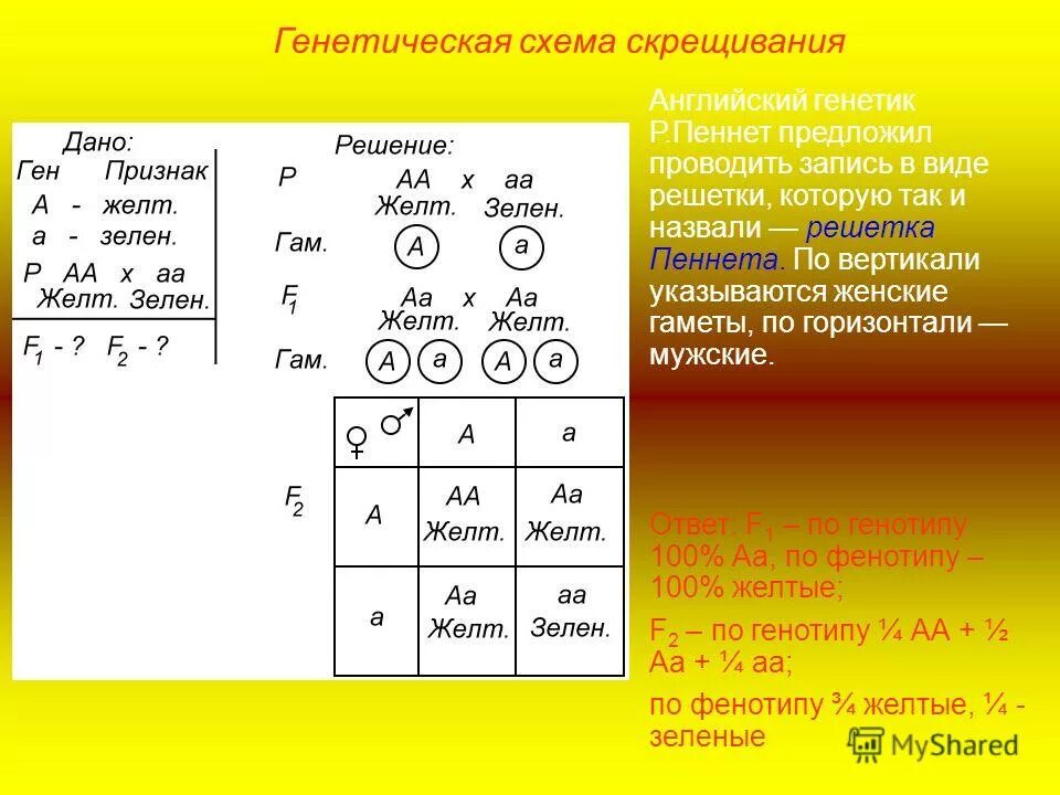 Задачи на законы менделя с решением. Генетические задачи решетка Пеннета. Генетические задачи 3 с решеткой Пеннета. Задачи по генетике решетка Пеннета. Решетка Пеннета анализирующее скрещивание.