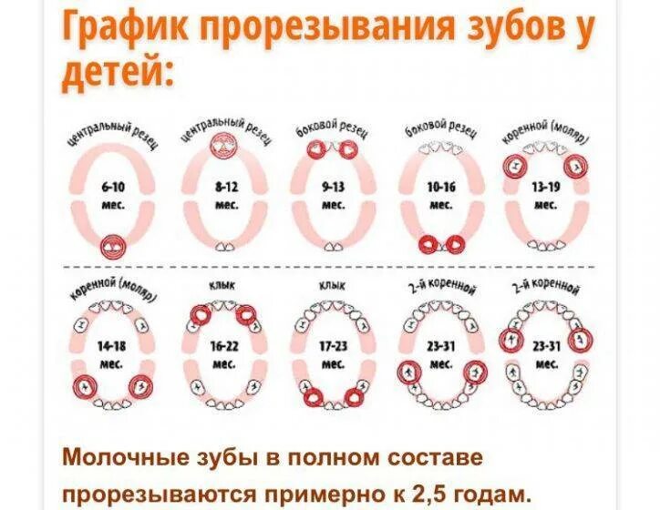 Скольки месяцев режутся зубы