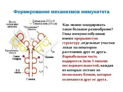 Переключение классов иммуноглобулинов