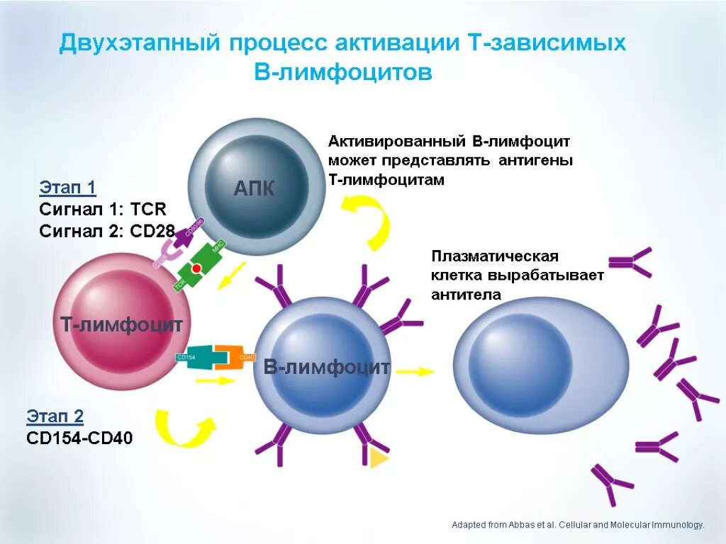 Т зависимые. Активация т лимфоцитов схема. Активация т лимфоцитов иммунология. Активация и пролиферация в-лимфоцитов. Активация б лимфоцитов иммунология.