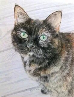 Кошки курт