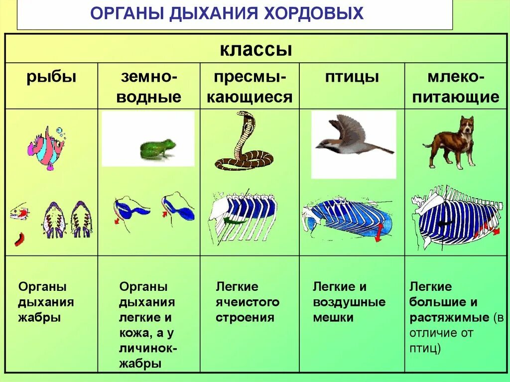 Отличительная особенность строения позвоночных. Дыхательная система беспозвоночных хордовых. схема дыхательной системы хордовых рыбы. эволюция развития органов дыхательной системы хордовых. системы органов животных типа хордовых таблица.