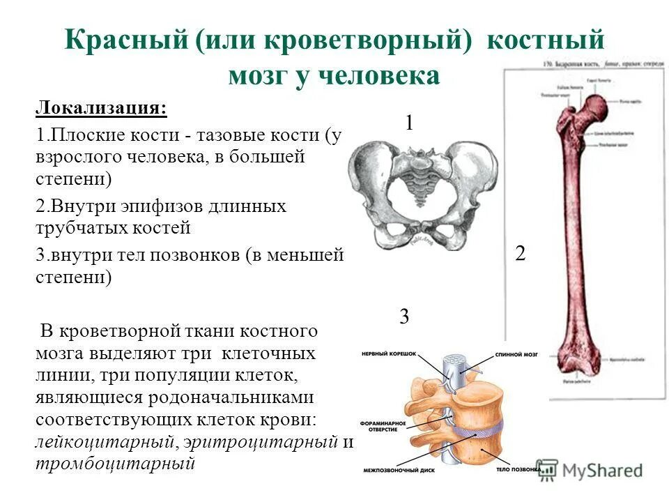 Таз анатомия строение седалищная кость. Тазовая кость трубчатая. Скелет нижней конечности человека таз. Тазовая кость трубчатая. Тазовая кость вид изнутри строение.