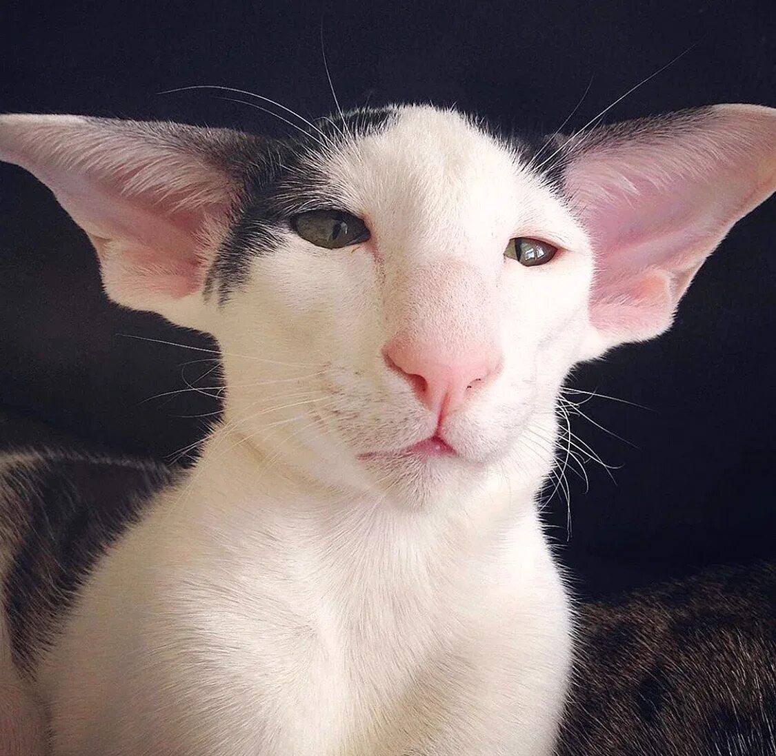 Ориентальный кот. Кошка Ориентал грузин. Ориентальная порода Форин Вайт. Ушастый кот порода Ориентал.