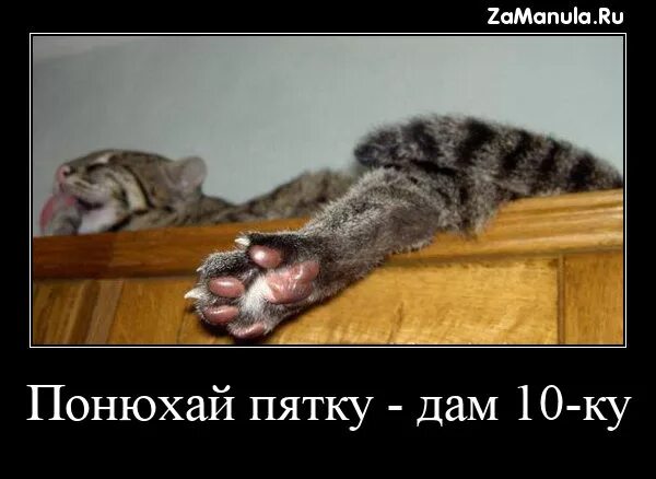 Дай пятку. Дай пятку. Дай пятку. Подошвенный (плантарный) фасциит клиника. Нога человека.