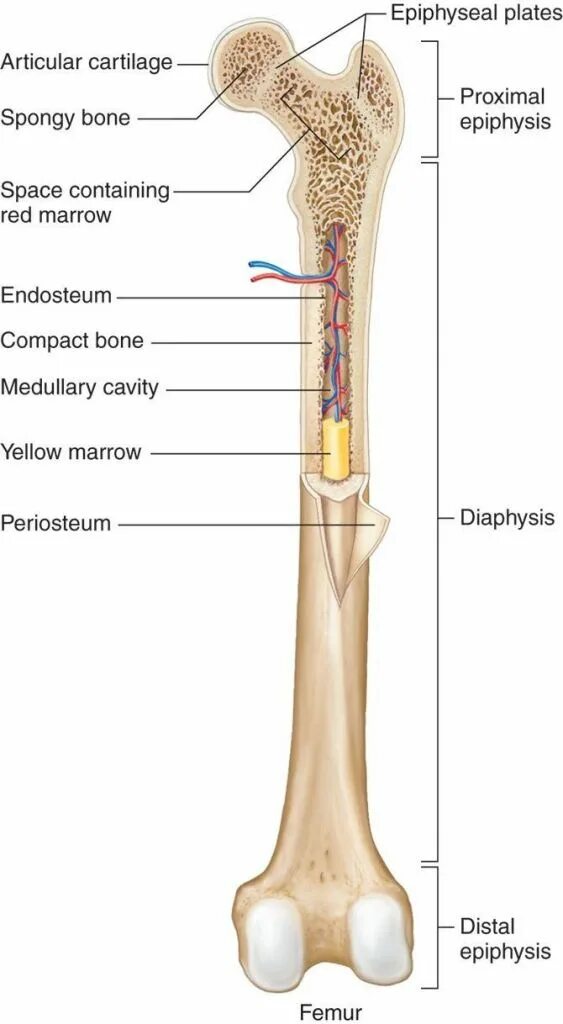Long bone. Bone structure. Ключевые кости. Анатомия кость акраменьен. Ключевая кость.