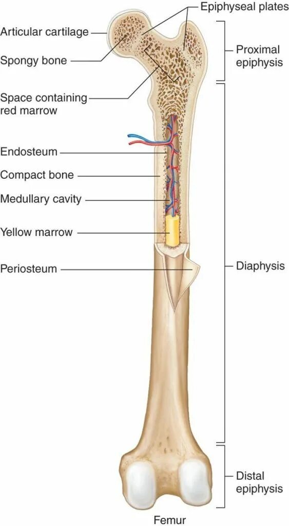 Periosteum. Эпифиз и метафиз лучевой кости. Bone ap. Кость как орган ее развитие. Кость на белом фоне.
