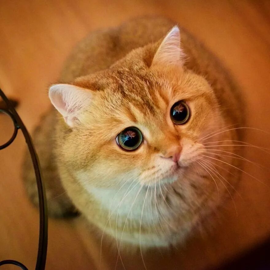 Круглый рыжий кот. Хосико. хосико кот. кот блоггер хосико. ангелина кривовязюк.