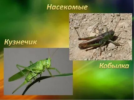 Зачем кобылка