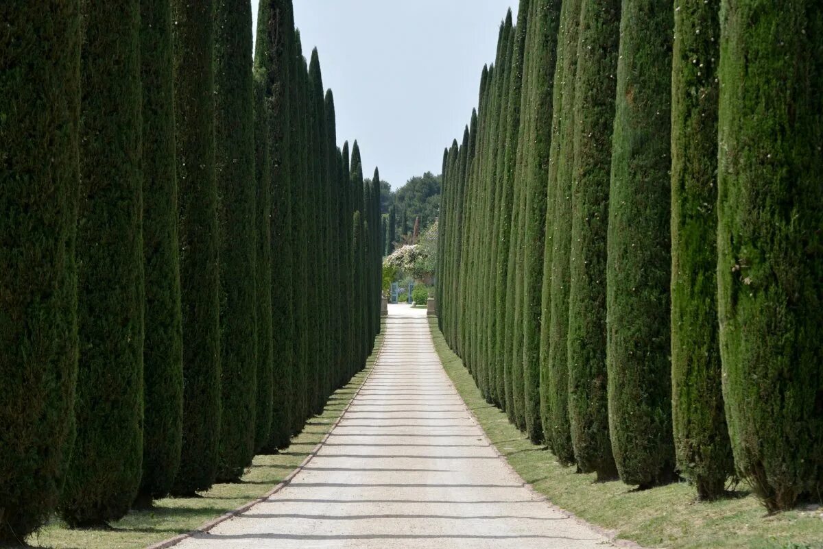 Кипарис Cupressus sempervirens. Кипарис вечнозеленый пирамидальный. Кипарис вечнозеленый Италия. Тоскана Кипарисовая аллея. Вечнозеленое хвойное