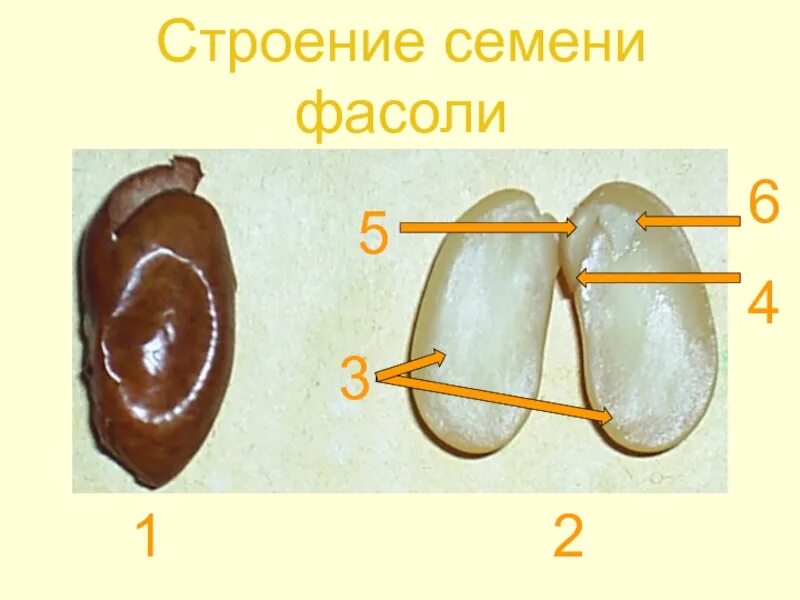 Каково строение фасоли. Семена фасоли строение зародыша. зародышевая почечка у фасоли. строение семени фасоли зародыш семени. семя фасоли зародыш семенная кожура.