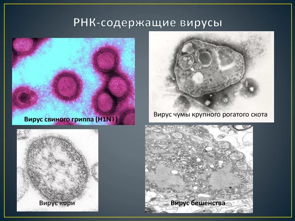 Какой вирус содержит рнк. РНК содержащие онковирусы. РНК вирусы. РНК-содержащие онкогенные вирусы. Двухцепочечные РНК вирусы.