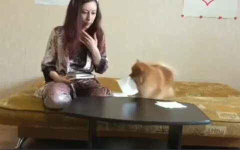 Шпица учит китайский язык