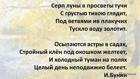 Осыпаются астры в садах стройный клен