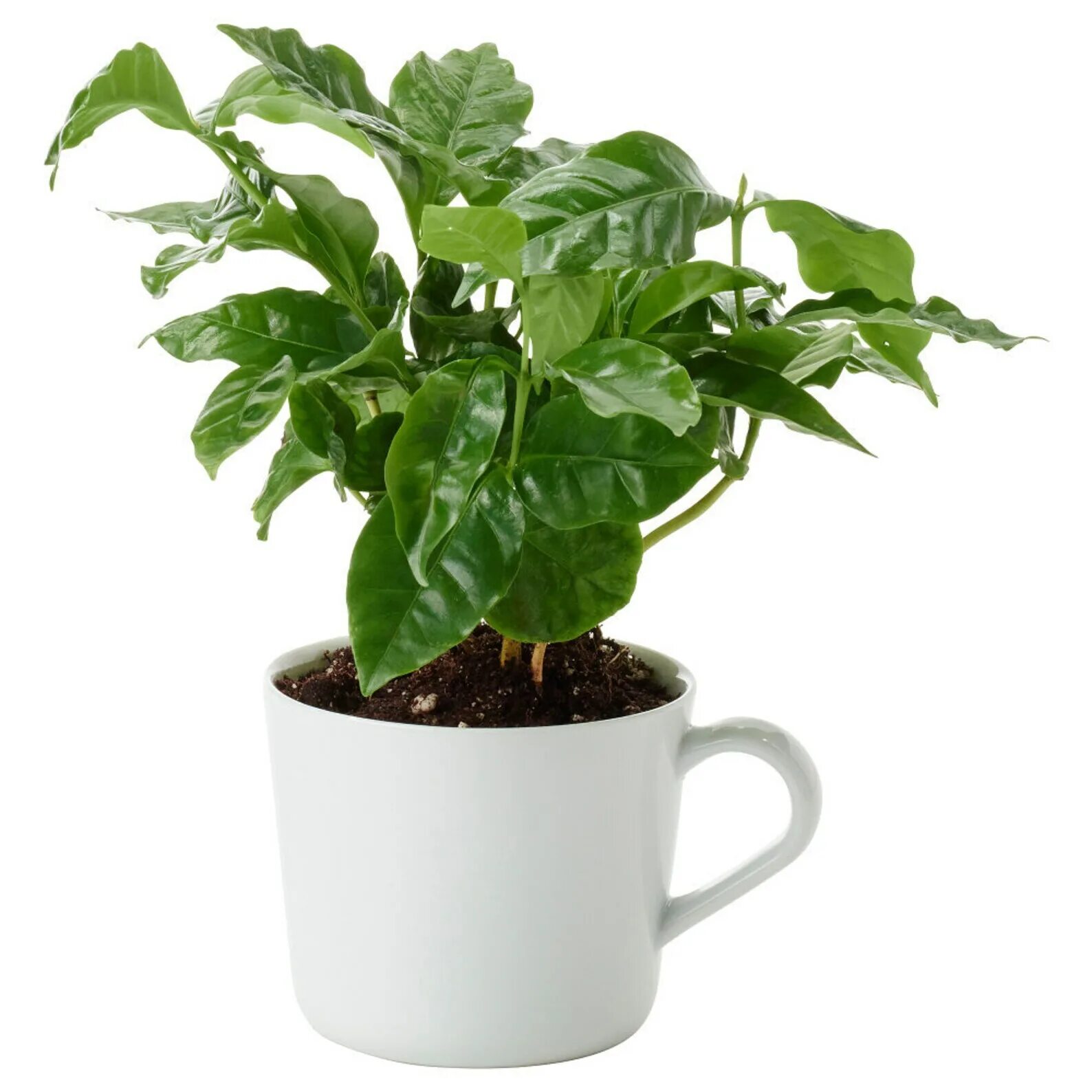 Как ухаживать за кофе. Кофе арабика растение. coffea arabica цветок. кофейное дерево кофе арабика. растение горшечное кофе арабика.