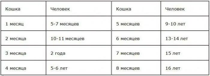 Сравнение кошачьего и человеческого возраста таблица. Возраст по кошачьи. Таблица возраста котов. Сколько лет кошке. 6 месяцев кошке сколько