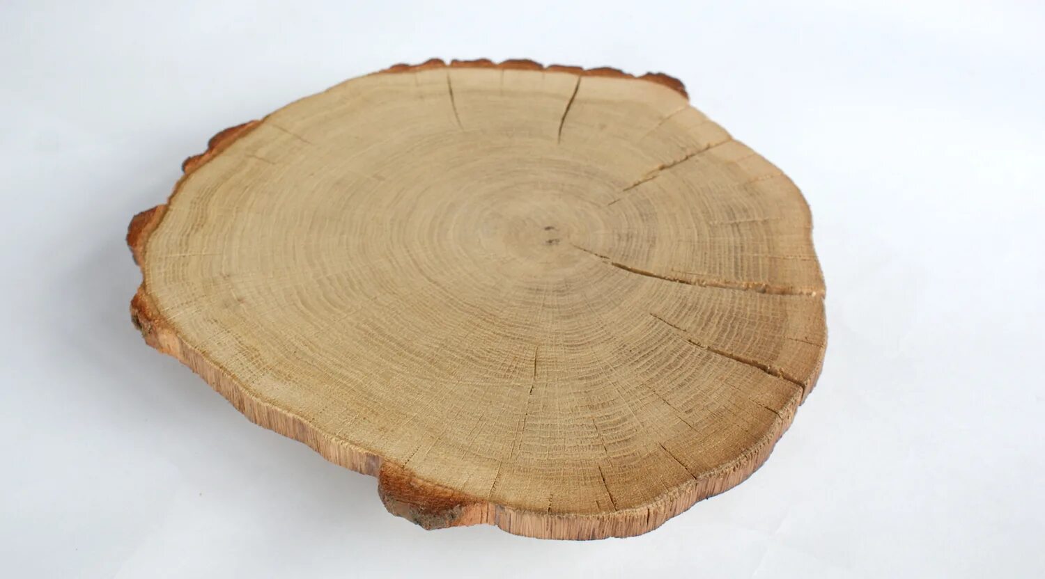 круглый срез дерева. заболонь древесины это. лучшее срез. спил дерева f4150g. торцевой спил ясеня.