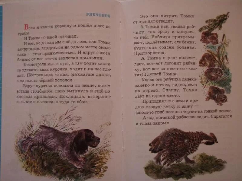 Чарушин рассказы о животных 1 класс. Произведение чарушина читать