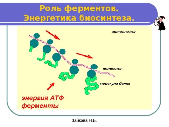 Ферменты участвующие в синтезе белка. Биосинтез ферментов. Роль ферментов Энергетика биосинтеза. Ферменты синтеза белка. Роль ферментов в биосинтезе белка.