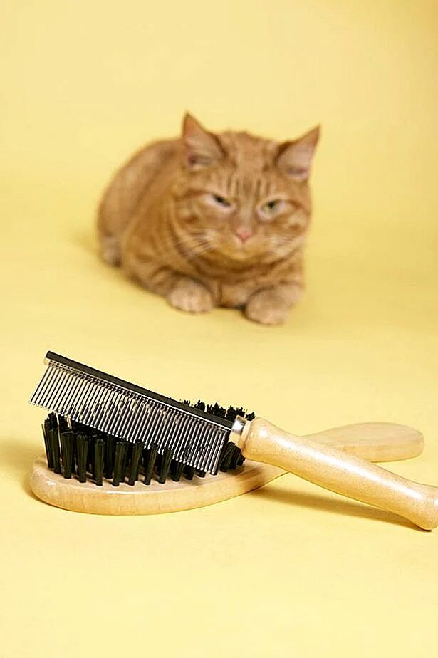 Вычесать кота. Кошачья шерсть. Вычесывать шерсть. Расчесывание шерсти у кошки.