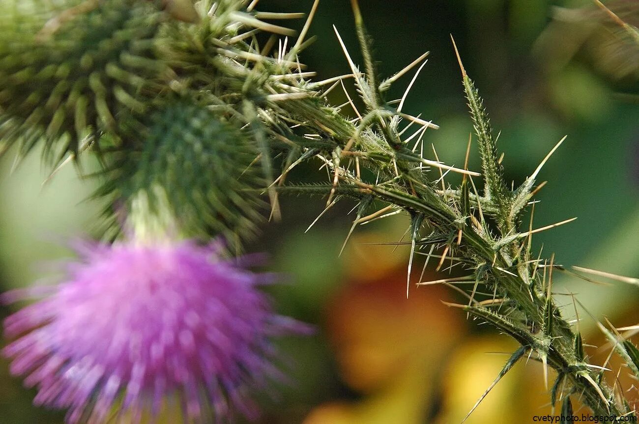 Колюч. Колючки саадана (растение). Колюч. Татарник колючий чертополох. Колюч.
