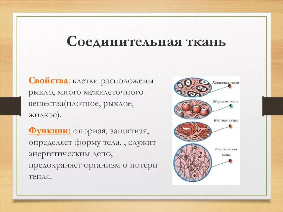 Строение клеток соединительной ткани. Соединительная ткань строение и функции. Особенности клеток соединительной ткани человека. Структура и функции соединительной ткани.