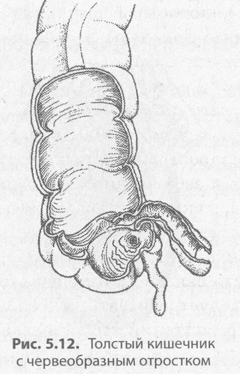 Слепая кишка рисунок. Слепая кишка и червеобразный отросток. Слепая кишка и червеобразный отросток строение. Толстый кишечник червеобразный отросток. Слепая кишка и червеобразный отросток анатомия.