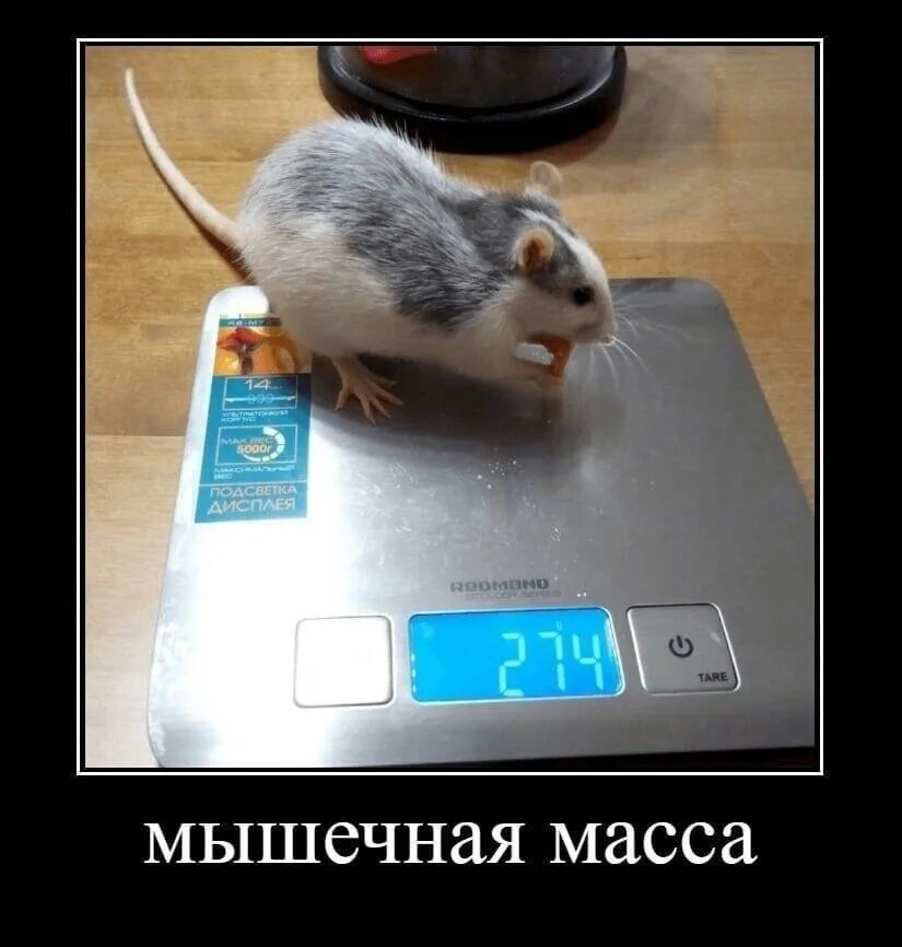 Steelseries rival 310. Вес мышки. Вес мышки. Вес мышки. Мышь проводная zowie ec1-a белый.