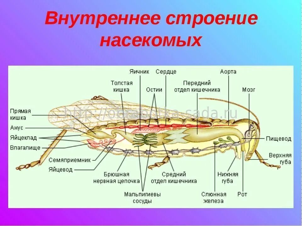 Лабораторная работа изучение строения насекомых. Внутреннее строение насекомых. внешнее и внутреннее строение насекомых. внутреннее строение насекомых 7. внутренне строение комара.