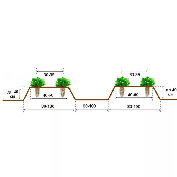 На каком расстоянии сажают под. Схема посадки рассады клубники. Схема посадки рассады земляники. Клубника схема посадки двухстрочная. Схема посадки земляники садовой на агроволокно.
