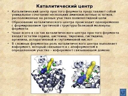 Участок молекулы фермента
