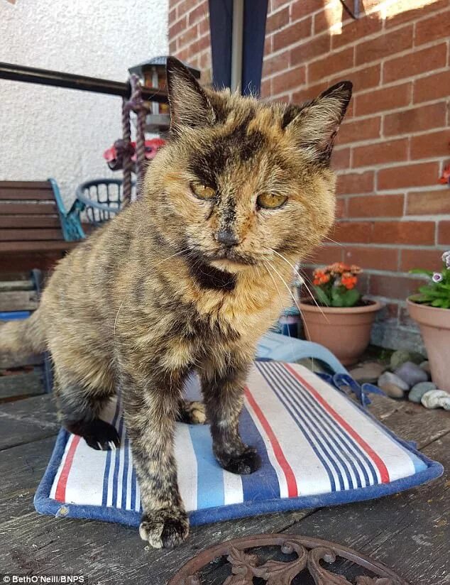 Is this world's oldest cat? Vets save tabby aged 31 Daily Mail Online