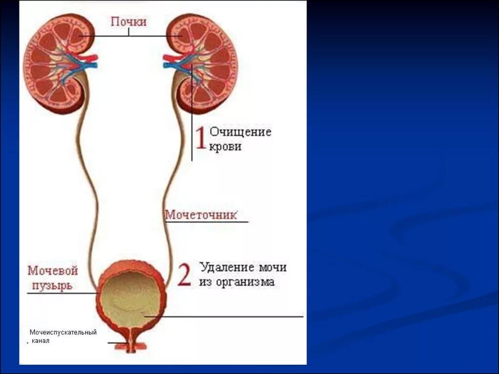 Пузыре или мочеточниках. Почки мочеточники мочевой пузырь. Мочеточник и мочевой пузырь строение. Схема мочевого пузыря с мочеточниками. Строение почки мочеточники мочевой пузырь мочеиспускательный канал.