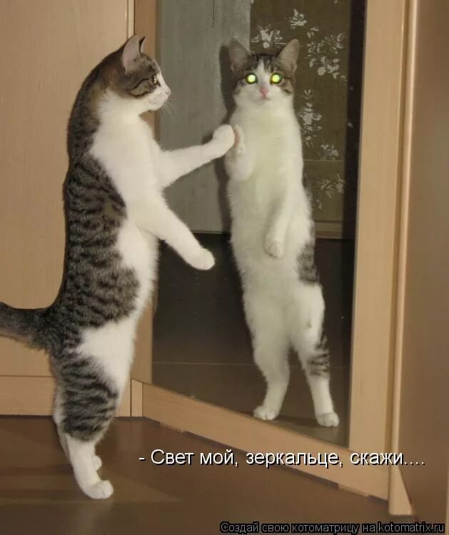 Зачем тебе такой красивый кто поет. Зеркало кот. Кот перед зеркалом. Зеркало "котик". Смешные коты в зеркале.