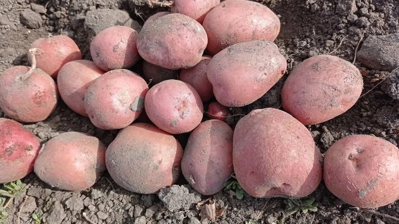 Картофель Шарвари Пирошка в высокой грядке Что выросло? - YouTube