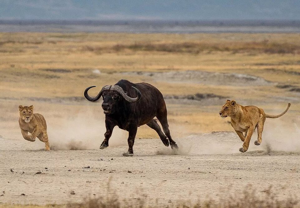 Атакующая сторона. Лев охотится. Львица охотится.