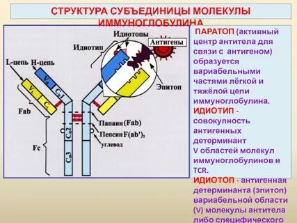 Связывающие антитела