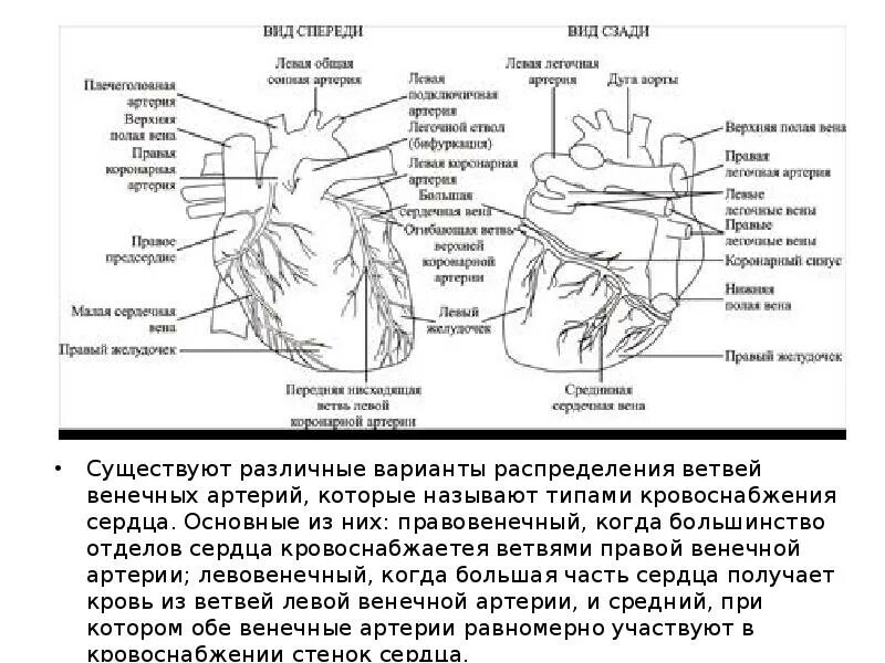 Анатомия коронарных артерий сердца. Коронарные сосуды сердца анатомия схема. Коронарные артерии сердца схема. Коронарные артерии анатомия схема.