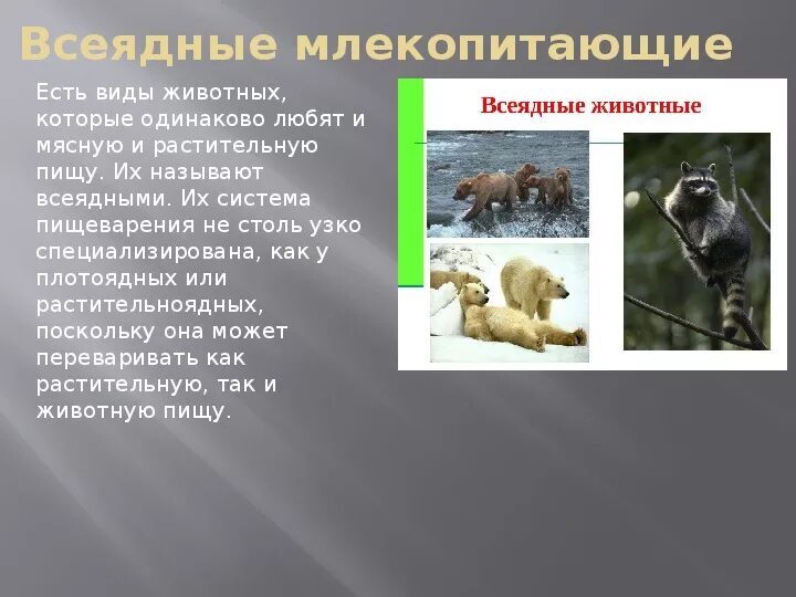 Какие животные всеядные примеры В какой группе меньше всего видов животных: найдено 84 изображений